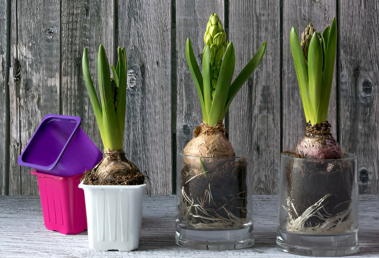 houseplant you can grow from bulb