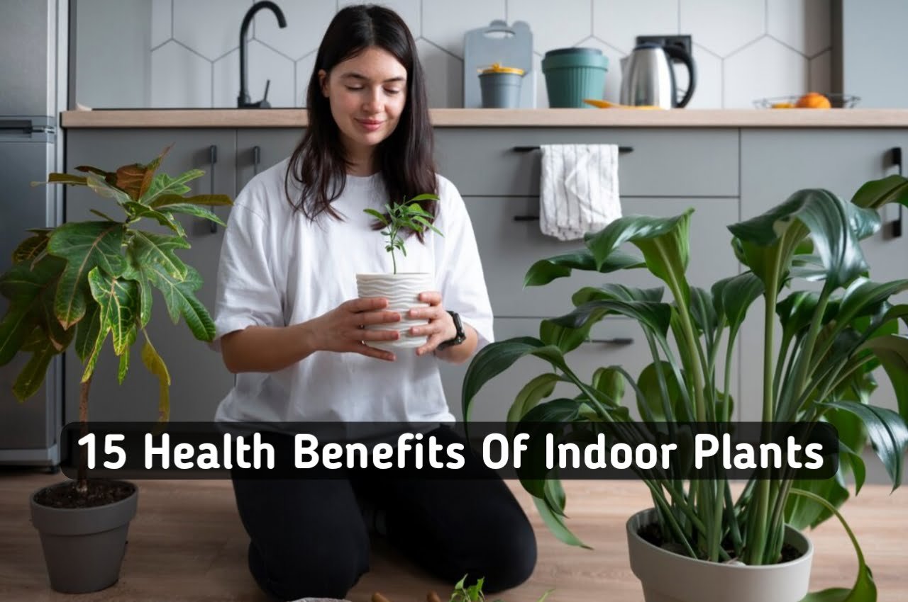 health benefits of houseplants