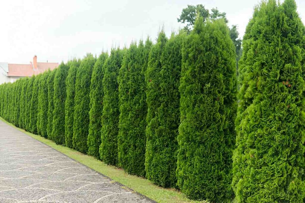 privacy trees