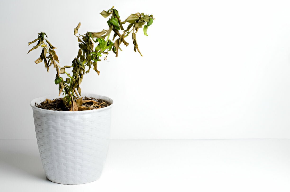 How Do You Treatment Dehydrated Indoor Plants - zyntify