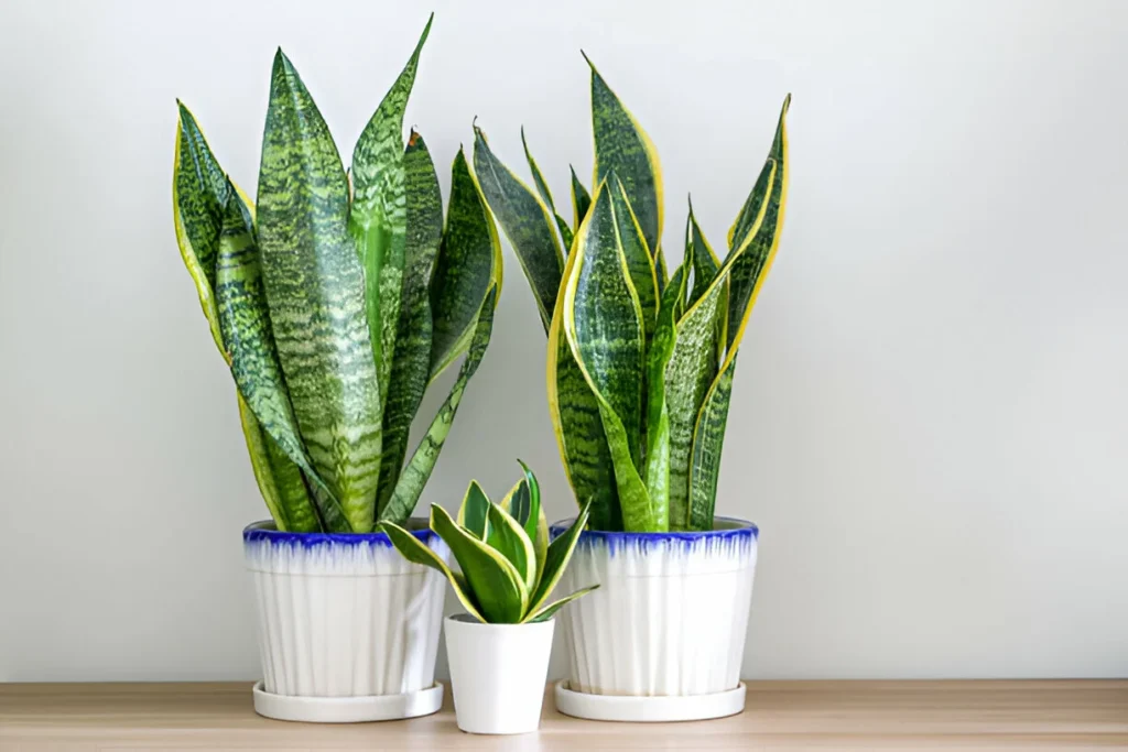 snake plant can grow in water