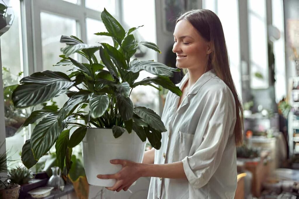 big size houseplant