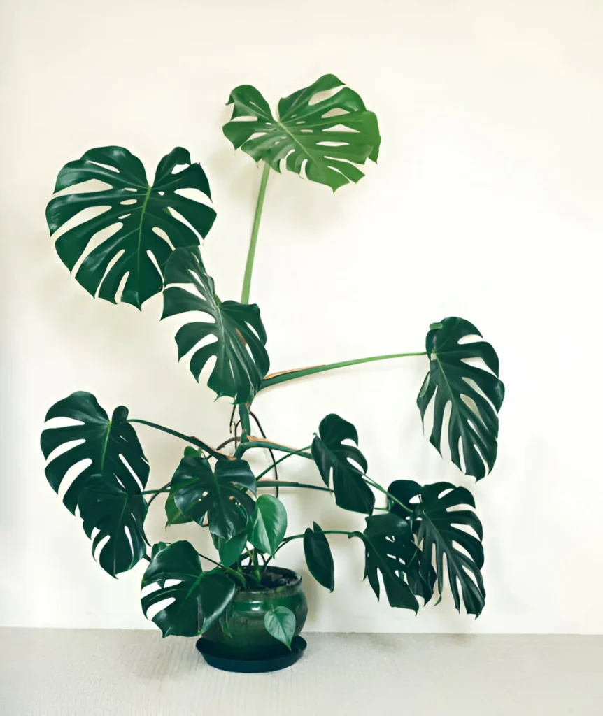 big size houseplant