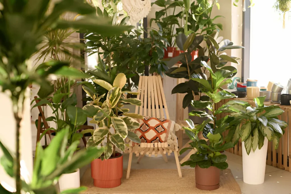 buying houseplants online