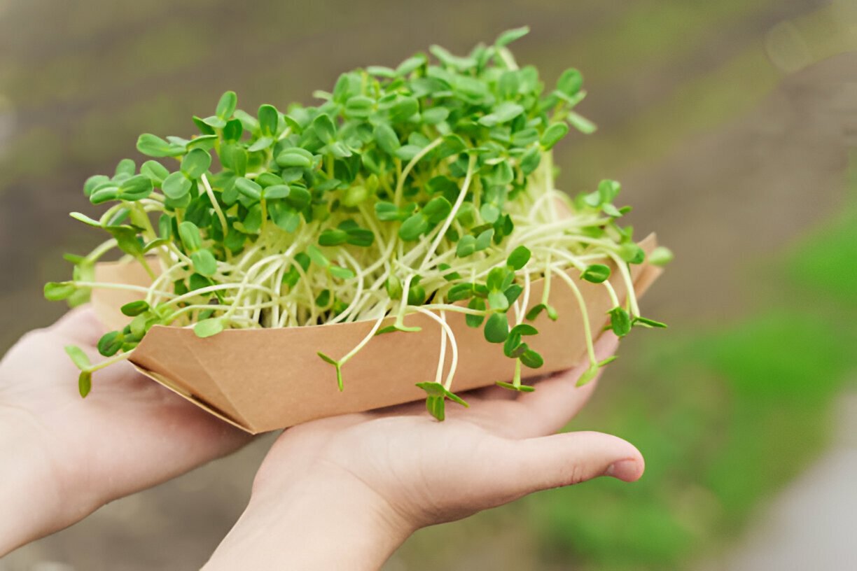 microgreen growing