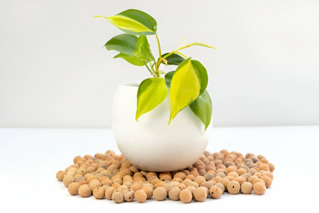 leca for plants