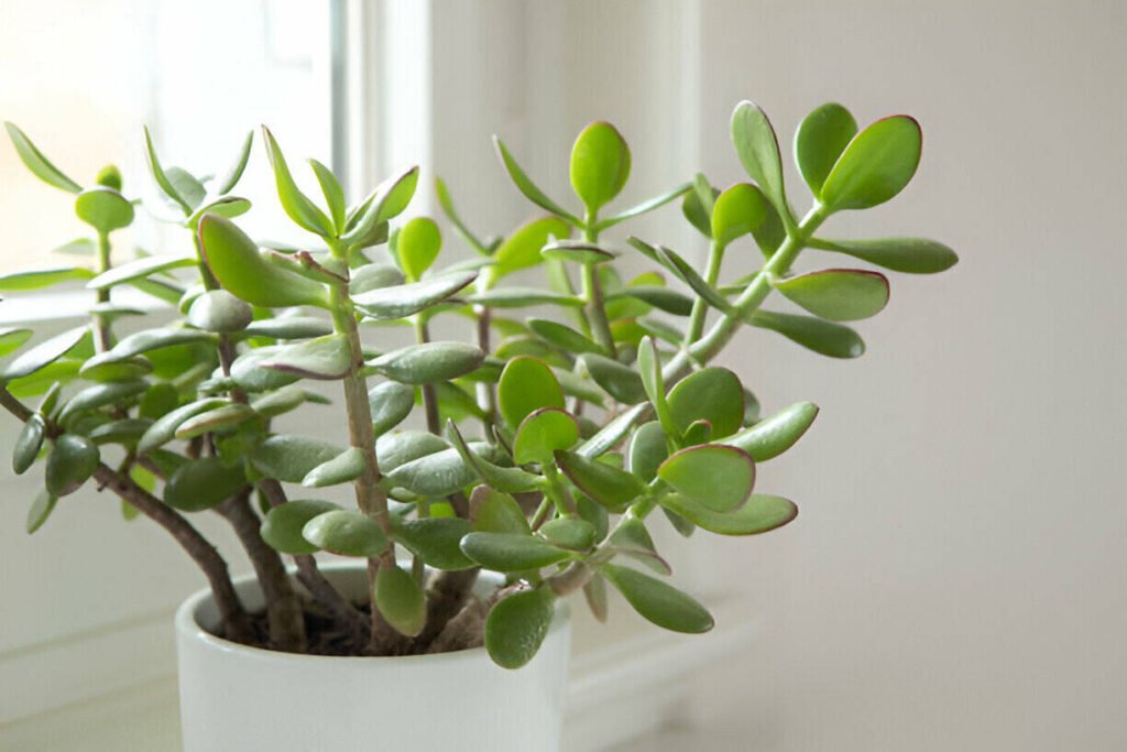 15 best plants for kitchen