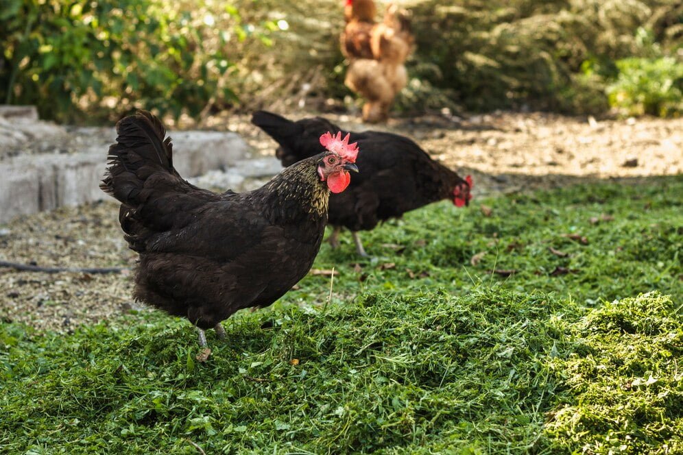 chicken eat vegetable