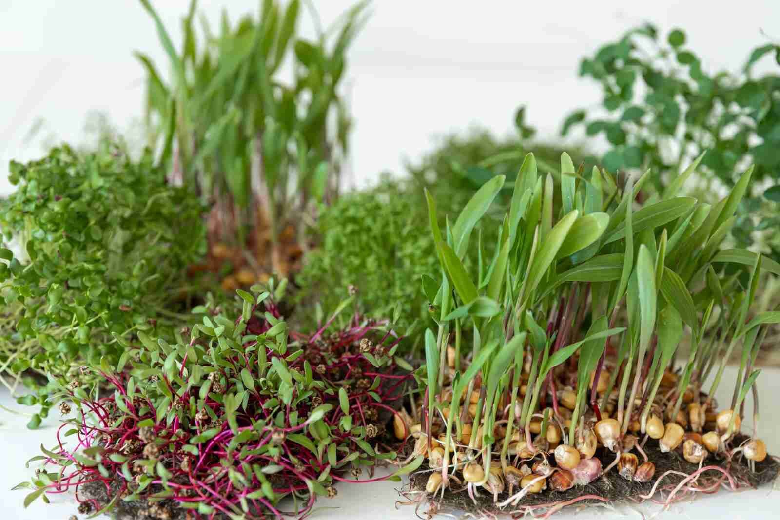 microgreen growing