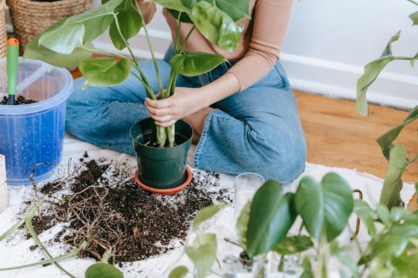 hydrogen peroxide for plants