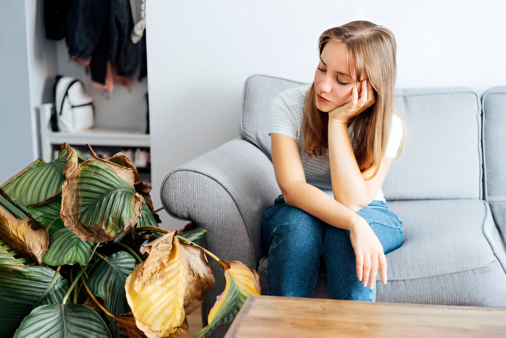 dehydrated indoor plants