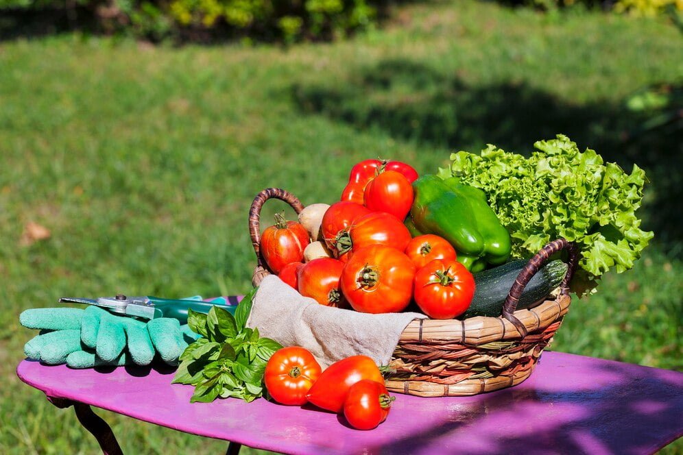 Kitchen garden