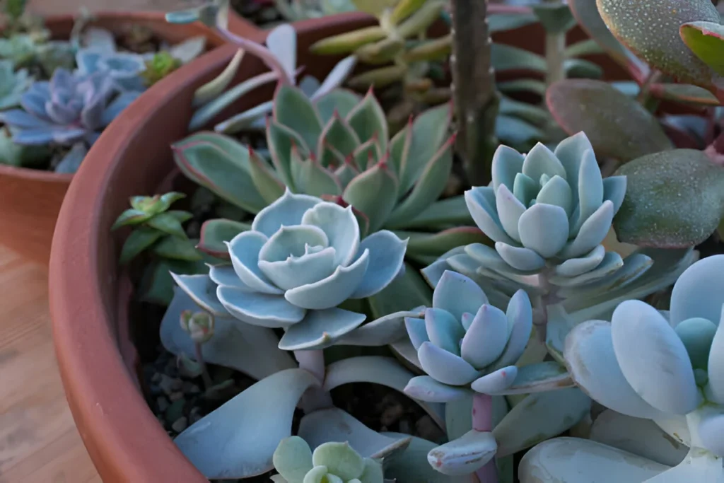 succulent plant care