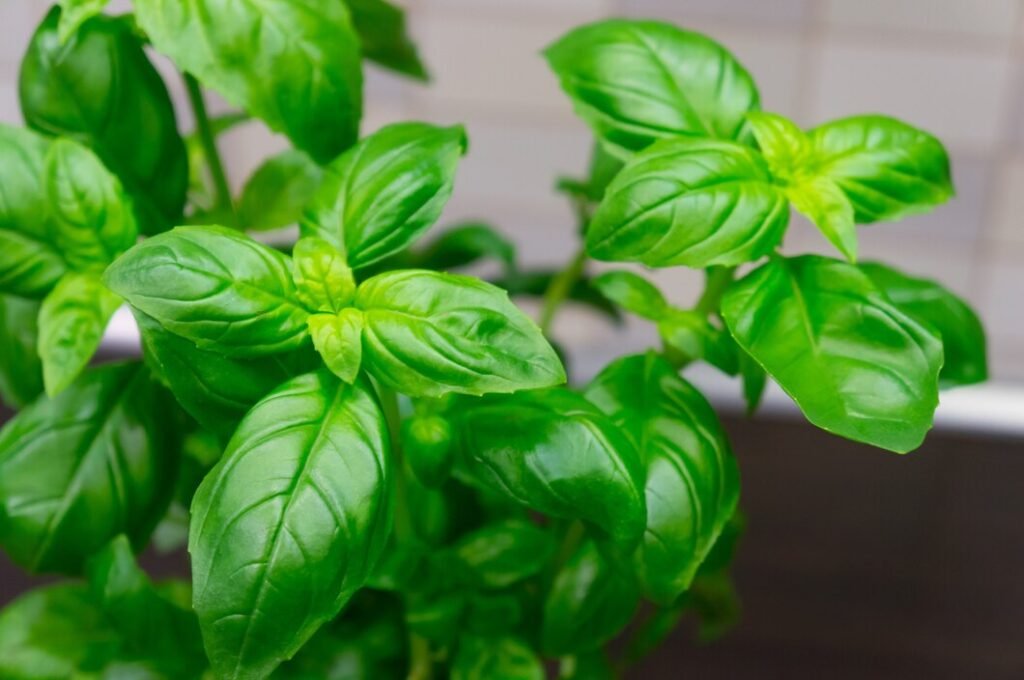 15 best plants for kitchen