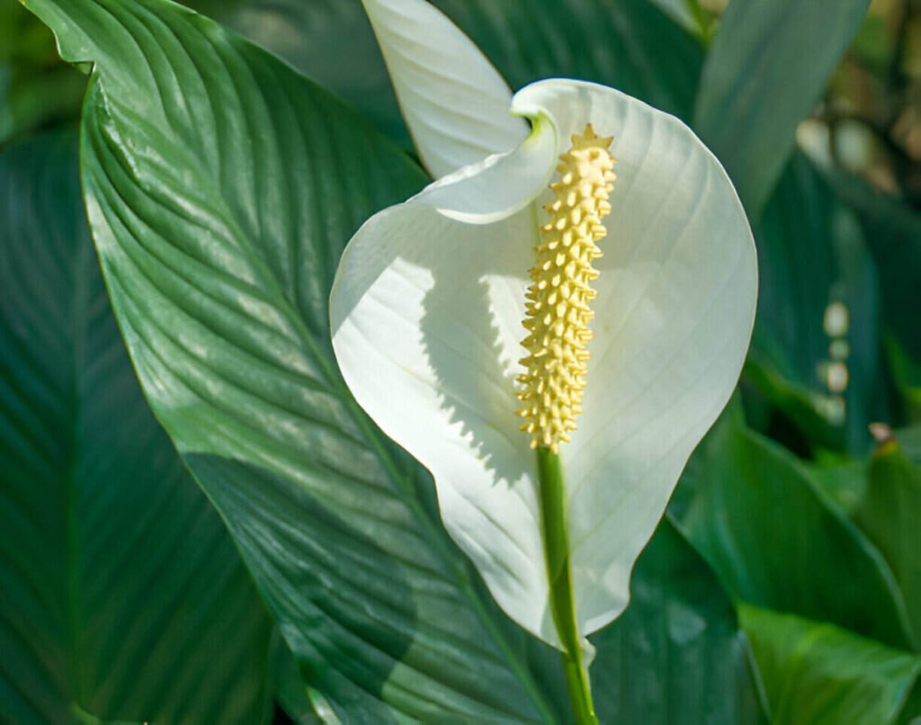 blooming houseplants