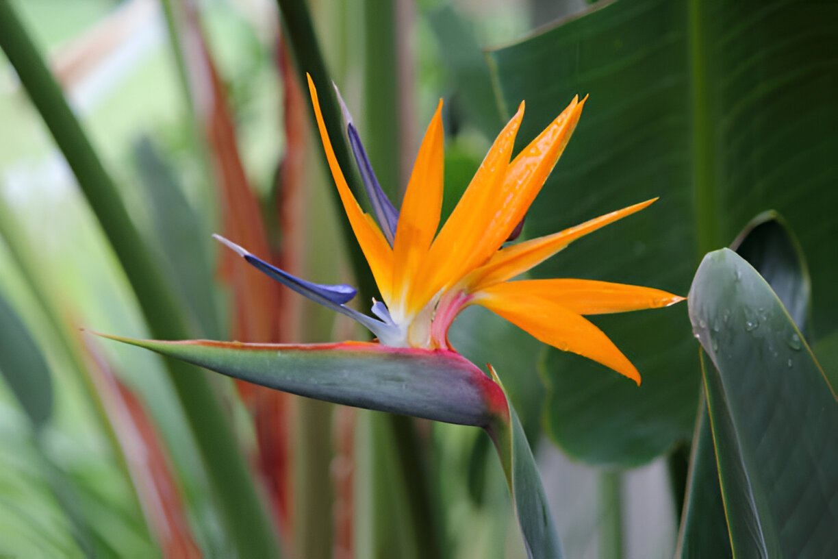 How to Care for a Bird of Paradise Plant | Guide: 101