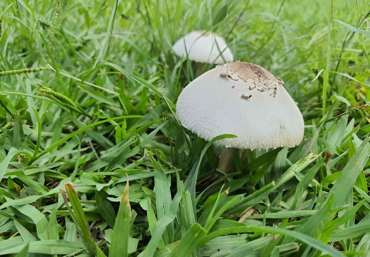 mushroom in the garden